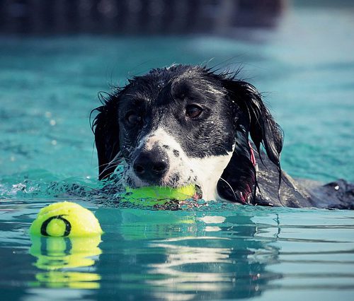 dog-2633227_640-schwimmen-3 dog-2633227_640-schwimmen-3