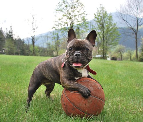 french-bulldog-2365684_640-Ball french-bulldog-2365684_640-Ball