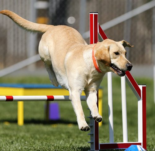 labrador-retriever-2472269_640-Agility labrador-retriever-2472269_640-Agility